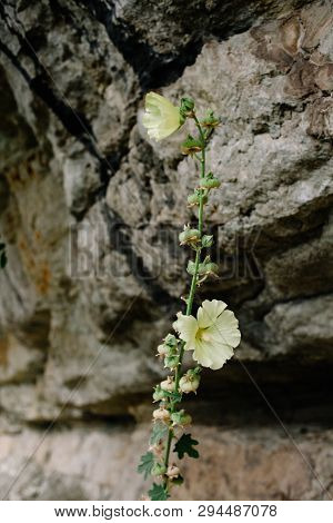 Blooming Mallow. Beautiful Flowers Of Yellow Mallow On The Background Of Rocks