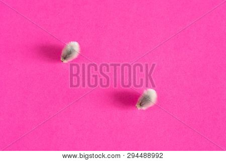 Willow Buds On A Pink Background. Spring Decor. Close Up