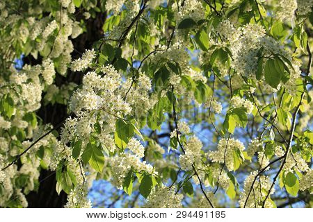 White Beautiful Blooming Bird Cherry In The Spring Sunny Day. Flowers Bird Cherry Tree. White Bird C