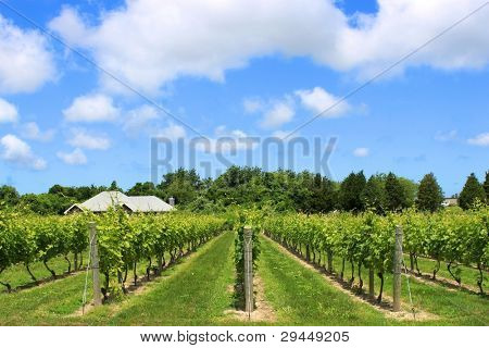 Bellissimo sfondo naturale Winery in the Hampton