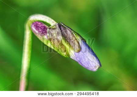 Closeup Of Tender Vilet Shoots In Warm Sunlight And Abstract Bokeh Background
