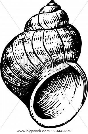 Shell