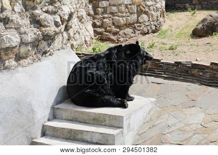 Black Himalayan Bear. Ussurian Subspecies Of Bears. Big Bear Is Sitting. Zoo.