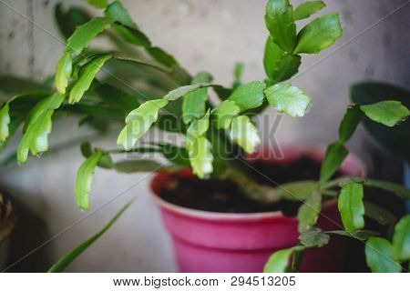 Zigokaktus, Rozhdestvennik Young Sprouts In A Pot, Close-up.