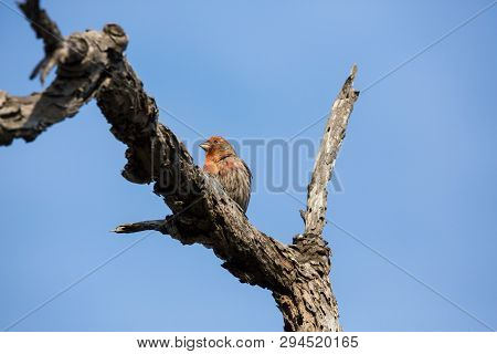 Red House Finch Perches On A Branch Watching Warily