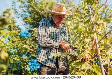 Farmer Gathering Crop Of Grapes On Ecological Farm. Senior Man Cutting Grapes With Pruner