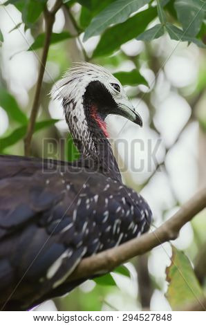 Close Up On A Red-throated Piping Guan Bird Between Leaves Of A Tree. Bird Also Known As Cujubi (jac