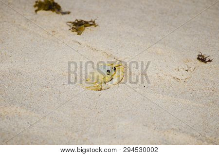 Atlantic Ghost Crab - Ocypode Quadrata On The Beach Sand. Also Known As Maria-farinha In Brazil, Whi