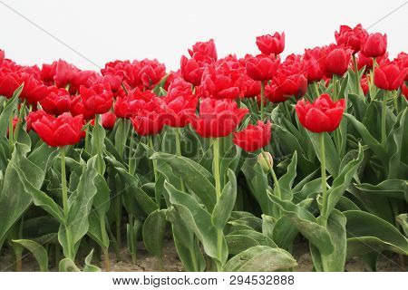 Red Tulips In Rows On  A Flowerbulb Field In Nieuwe-tonge In The Netherlands During Springtime Seaso