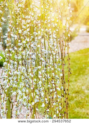 Pussy Willow Branches With Catkins. Blooming Spring Flowers. Blossom Salix Caprea Kilmarnock. Nature