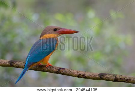 Birds In Nature With Beautiful Colors  Strork Billed Kingfisher.