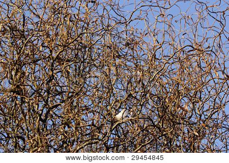 Albero di confusione