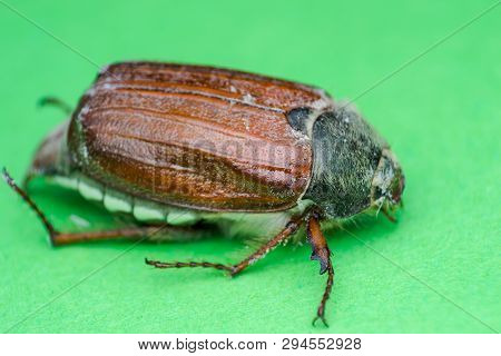 Summer Chafer Or European June Beetle, Amphimallon Solstitiale On Green Background