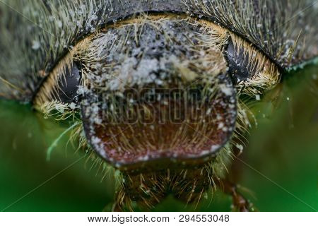 Summer Chafer Or European June Beetle, Amphimallon Solstitiale, Head Closeup