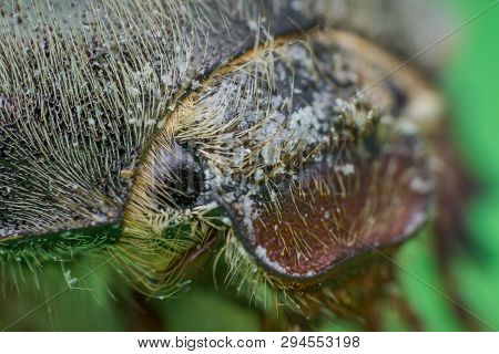 Summer Chafer Or European June Beetle, Amphimallon Solstitiale, Head Closeup