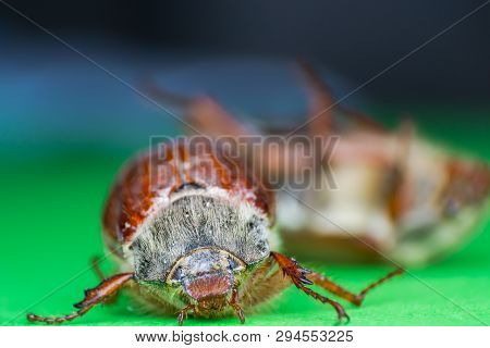 Summer Chafer Or European June Beetle, Amphimallon Solstitiale On Green Background