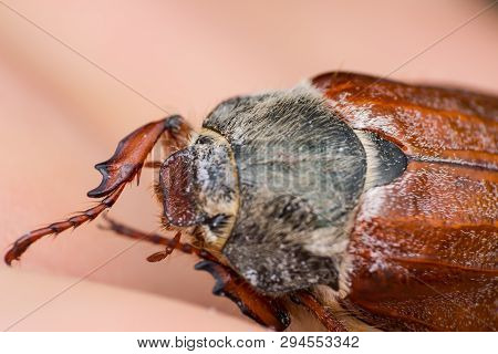 Summer Chafer Or European June Beetle, Amphimallon Solstitiale On The Skin Surface
