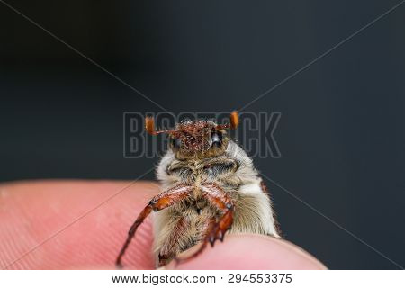 Summer Chafer Or European June Beetle, Amphimallon Solstitiale Between Fingers