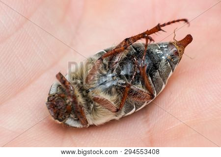 Summer Chafer Or European June Beetle, Amphimallon Solstitiale