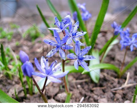 Scilla Bifolia Flower Closeup. Scilla Bifolia (alpine Squill Or Two-leaf Squill) Is A Herbaceous Per