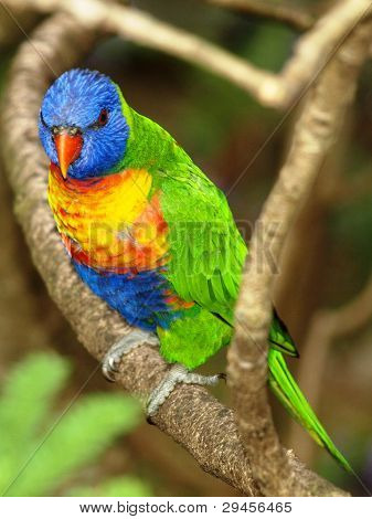 Lorikeet เรนโบว์