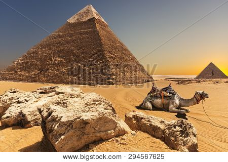 A Camel By The Pyramid Of Chephren, Giza, Egypt