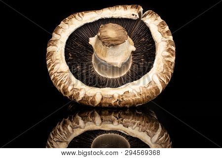 One Whole Fresh Brown Mushroom Portobello Ventral View Isolated On Black Glass