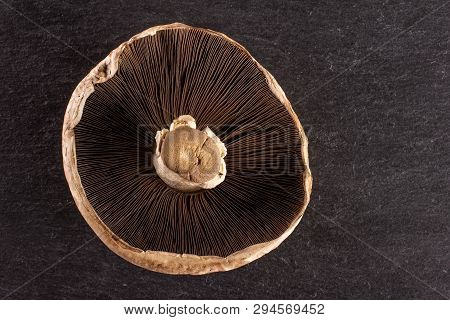 One Whole Raw Fresh Brown Mushroom Portobello Ventral View Flatlay On Grey Stone