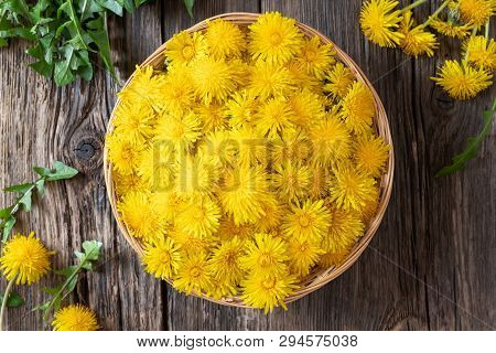 Fresh Dandelion Flowers In A Basket, Top View