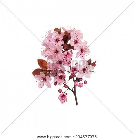 Blossoming branch with pink Cherry blossom flowers. Single spring tree branch with flowers and buds, isolated on white background. Stick tree branch from nature for design.