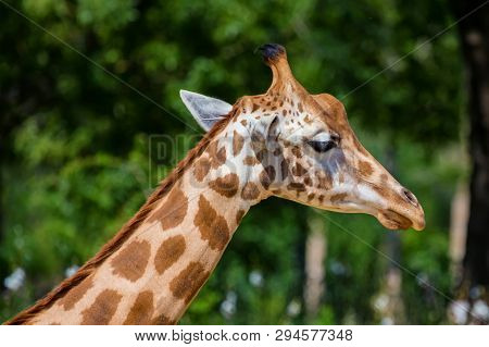 Close Up Head Of Kordofan Giraffe Or Camelopardalis Antiquorum