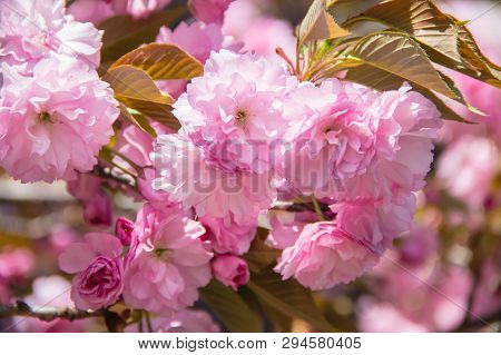 Flowering Kwanzan Cherry Tree In Springtime With Leaves.