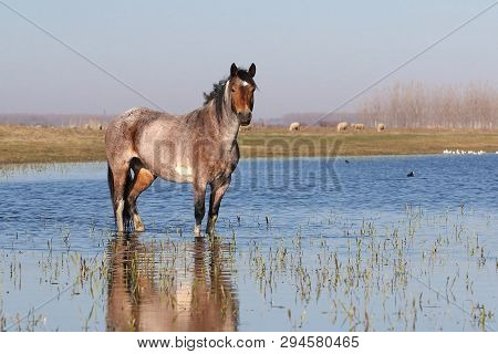 Wild  Horse  Is Watchig In Watering Place And Flock Of Sheep