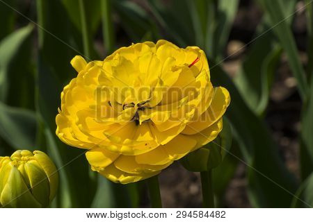 Tulipa Of The Gold Fever  Species On A Flowerbed.