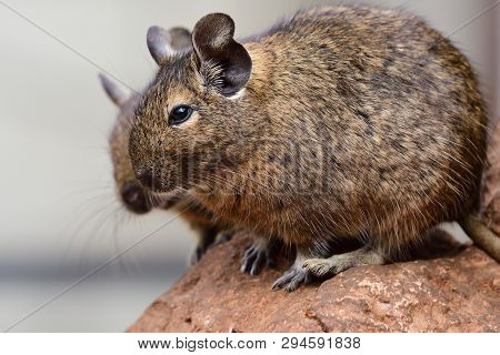 Side View Of A Common Degu (octodon Degus)