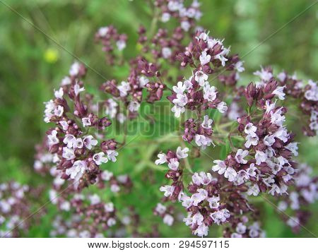 Purple Flowers Of Origanum Vulgare, Wild Marjoram Close-up. Common Oregano Growing In Meadow. Medici