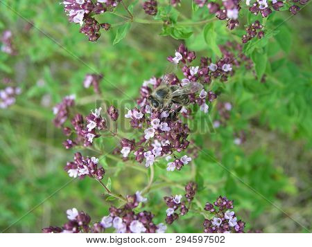 Purple Flowers Of Origanum Vulgare, Wild Marjoram Close-up. Common Oregano Growing In Meadow. Medici