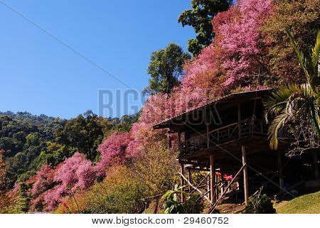 Sakura-Thaimaa