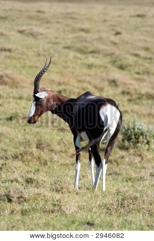 Antilope bontebok