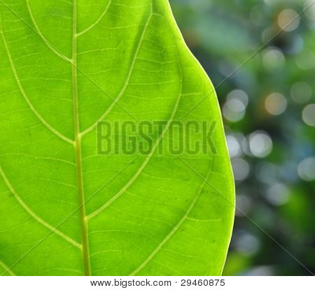 Textura de uma folha verde como pano de fundo