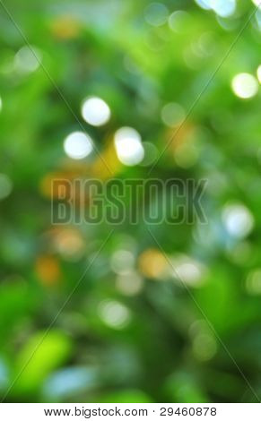 plano de fundo do bokeh natureza Primavera