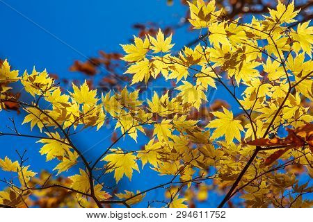 Glowing Yellow Maple Leaves - Senboku, Akita, Japan