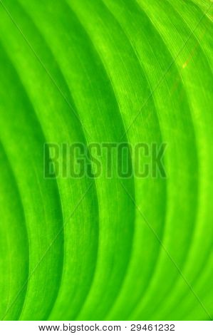 Textura de uma folha verde como pano de fundo