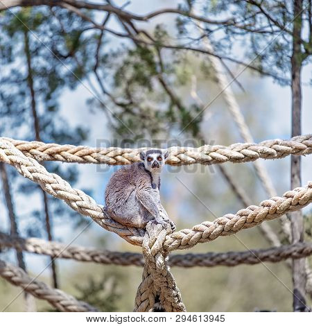 A Cute Ring Tailed Monkey Playing On Ropes In A Zoo