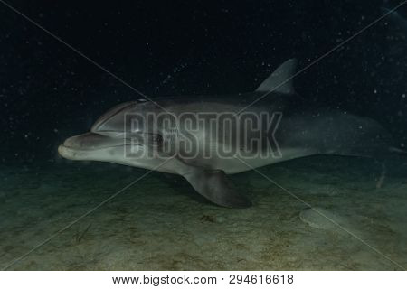 Dolphin Swimming In The Red Sea, Eilat Israel