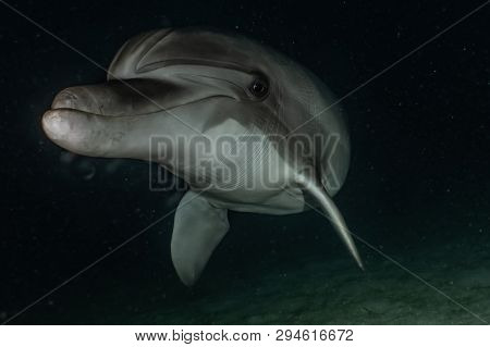 Dolphin Swimming In The Red Sea, Eilat Israel