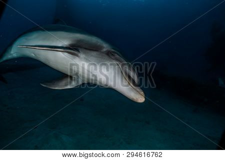 Dolphin Swimming In The Red Sea, Eilat Israel
