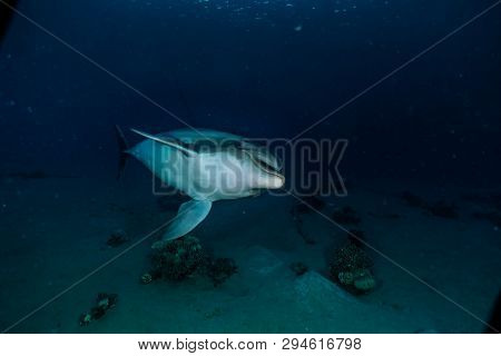 Dolphin Swimming In The Red Sea, Eilat Israel