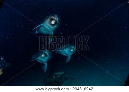 Dolphin Swimming In The Red Sea, Eilat Israel