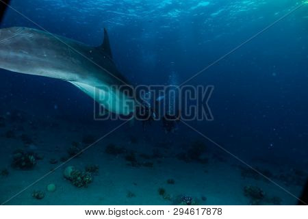 Dolphin Swimming In The Red Sea, Eilat Israel